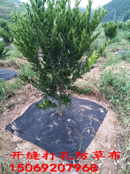 切片打孔防草布（園藝地布）鋪設(shè)實景