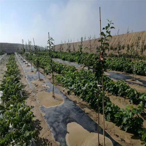 防草布鋪設(shè)于果園實景圖