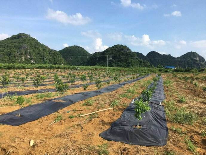 防草布（園藝地布）鋪設(shè)實(shí)景之柑橘園