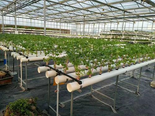 防草布（園藝地布）應(yīng)用于室內(nèi)大棚鋪設(shè)實景