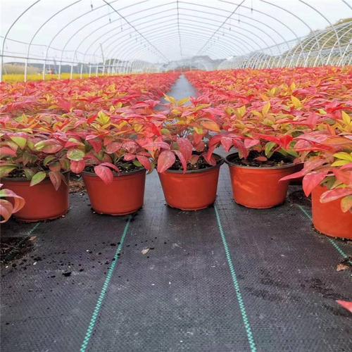 防草布（園藝地布）應(yīng)用于花圃中