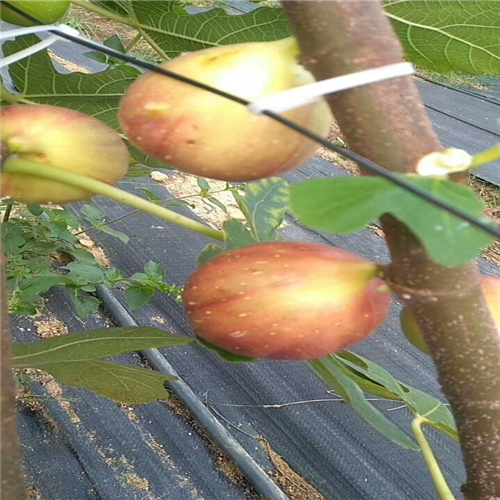 防草布（園藝地布）用于無花果園