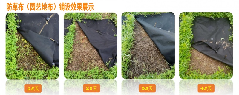 防草布（園藝地布）鋪設(shè)效果展示