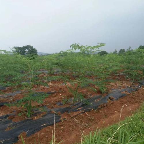 防草布在廣西果園應(yīng)用實景