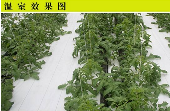白色反光地布使用實景