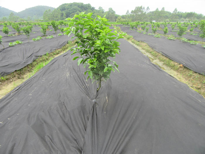 防草布（園藝地布）鋪設(shè)實(shí)景