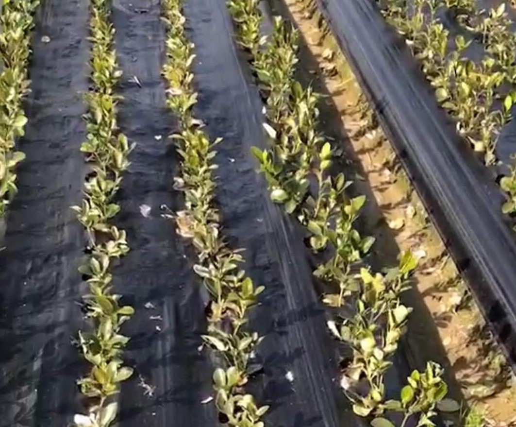黃楊小毛球采用打孔防草布（地布）種植實景