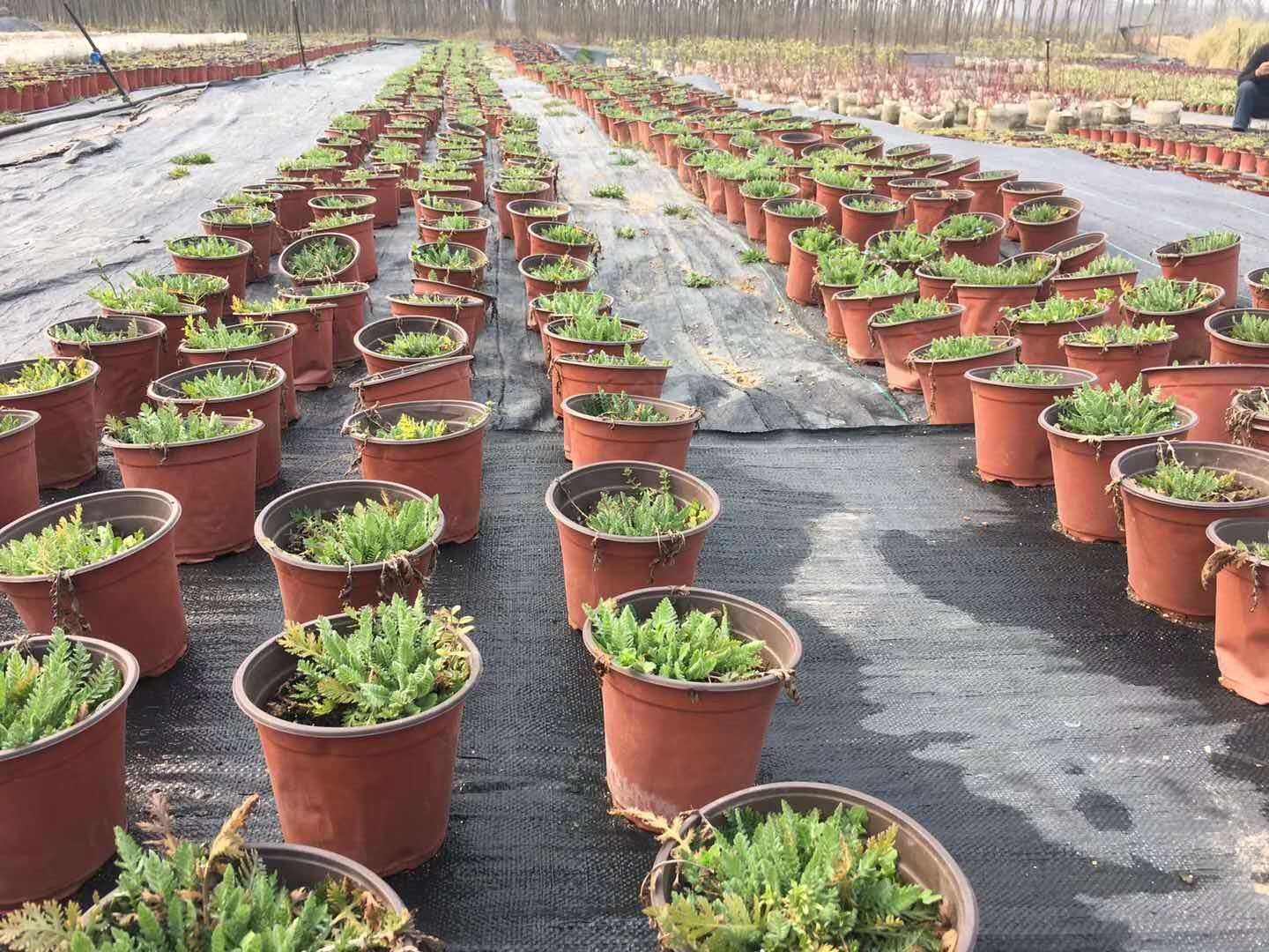 防草布（園藝地布）應(yīng)用于露天苗圃種植