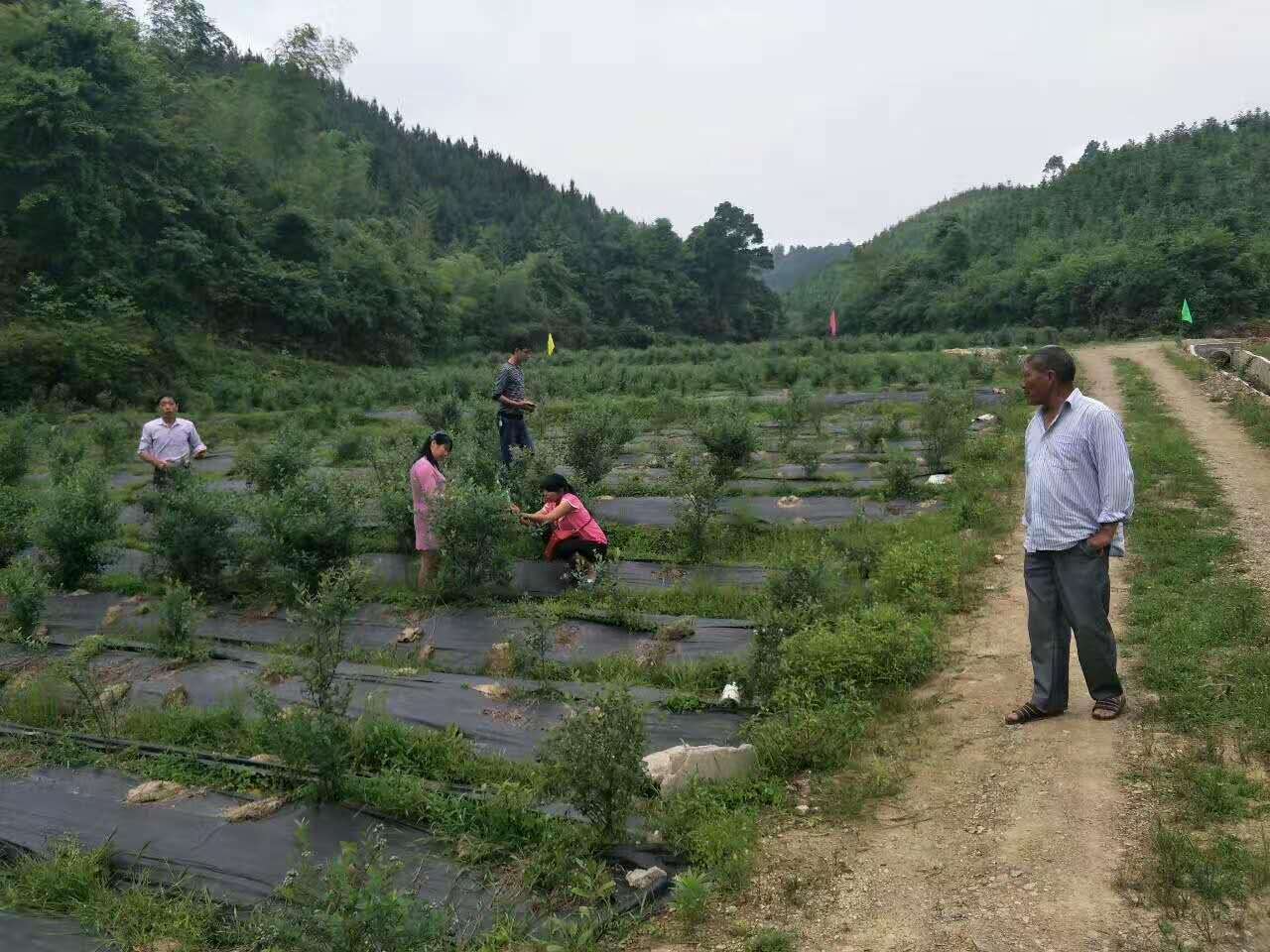 產(chǎn)品展示之防草布鋪設(shè)實景圖