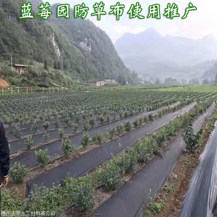 藍(lán)莓園采用防草布（園藝地布）