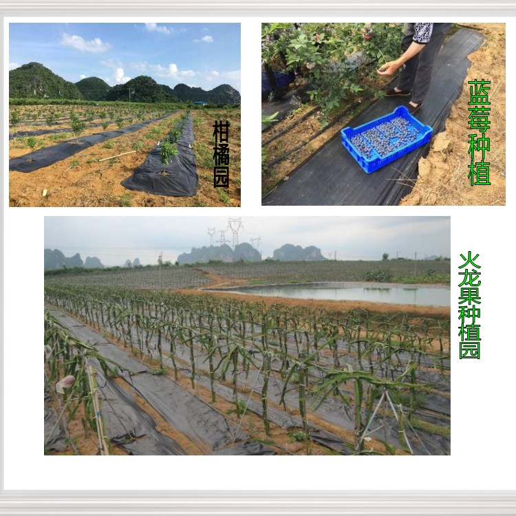 防草布（園藝地布）鋪設(shè)實(shí)景--果園篇