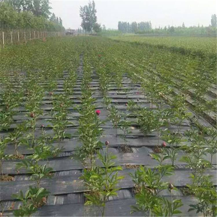 防草布（園藝地布）應(yīng)用于花卉種植之交叉鋪設(shè)