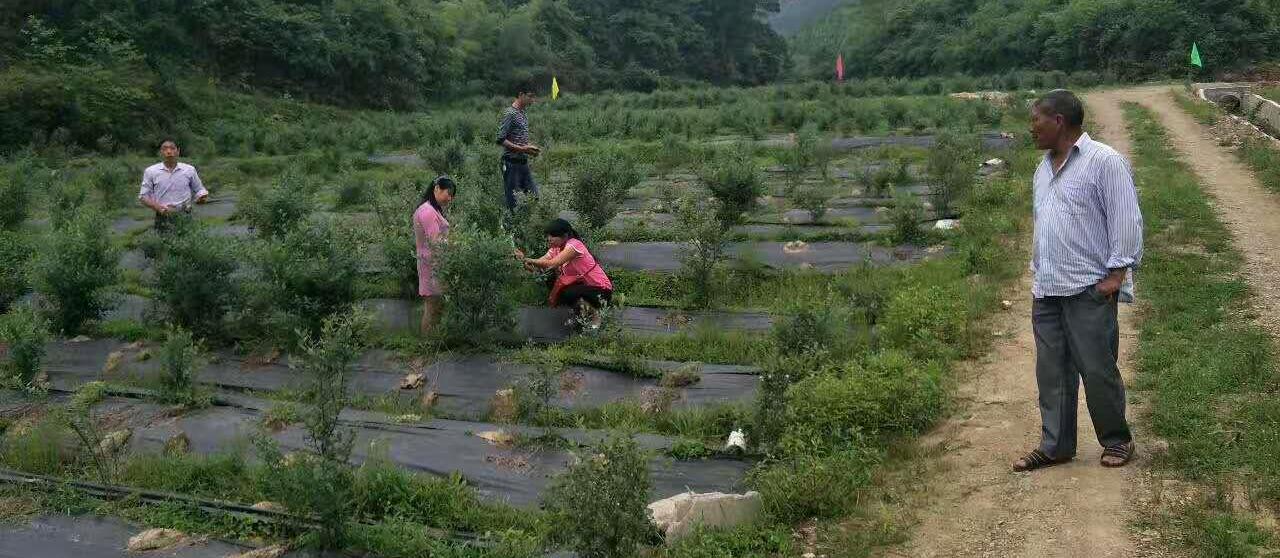 防草布（園藝地布）鋪設(shè)實景展示