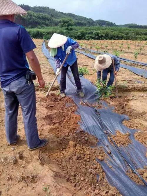 防草布鋪設(shè)就地取材使用土壤臨時固定
