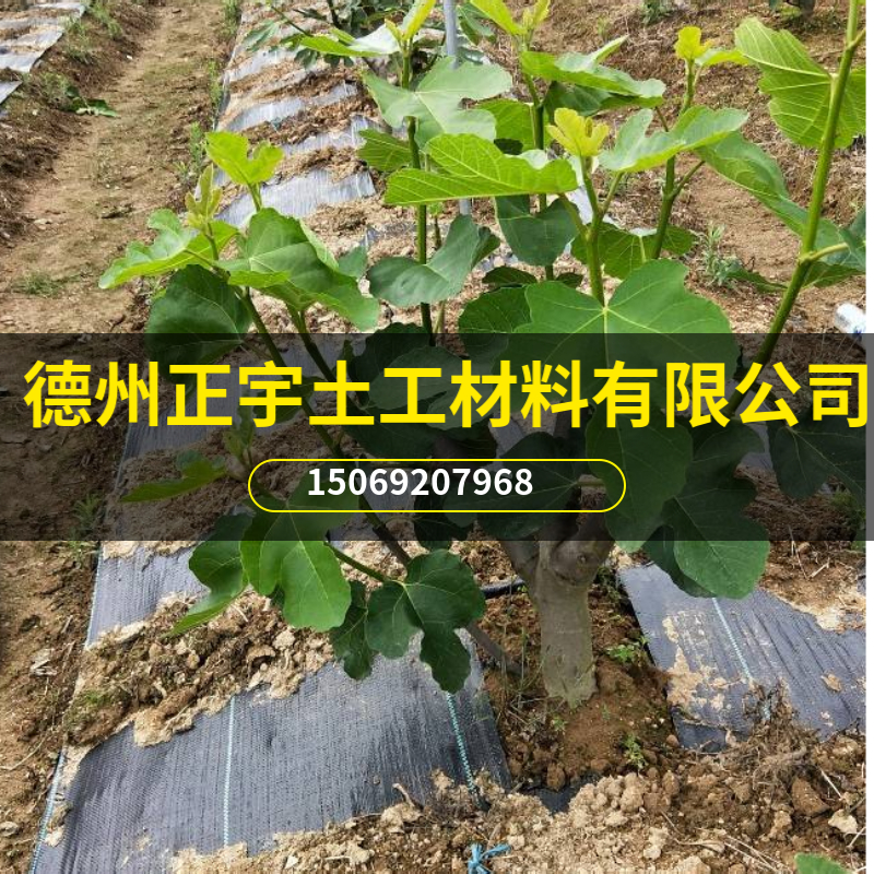 無(wú)花果防草布